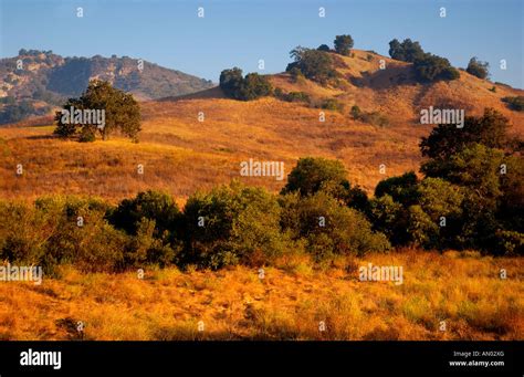 Tree In Malibu Creek State Park Ca Stock Photo Alamy