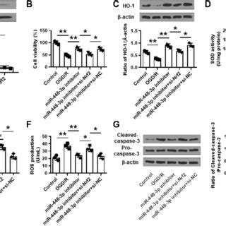 Mir P Downregulation Attenuated Cerebral I R Injury In Vivo A