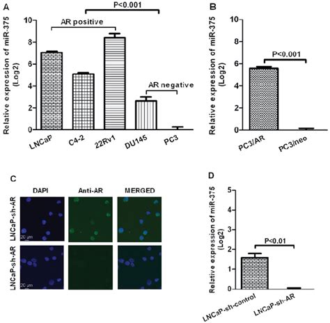 The Expression Levels Of Mir 375 In Pca Cell Lines A Lncap C4 2 And