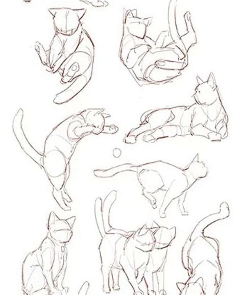 Cat Anatomy Anatomy Drawing Anatomy Art Cat Reference Drawing