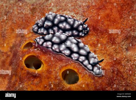 Dos babosas negras fotografías e imágenes de alta resolución Alamy