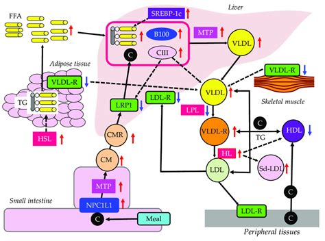 The Effects Of Insulin Resistance On Tg Rich Lipoprotein Metabolism Download Scientific