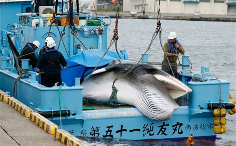 Japan Resumes Commercial Whaling Seen As Face Saving End