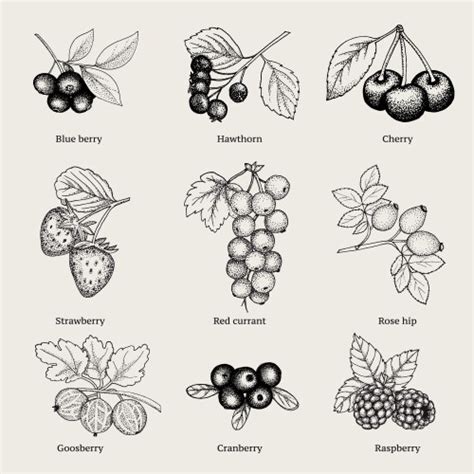 Collection Of Hand Drawn Sketched Berries Vector Image