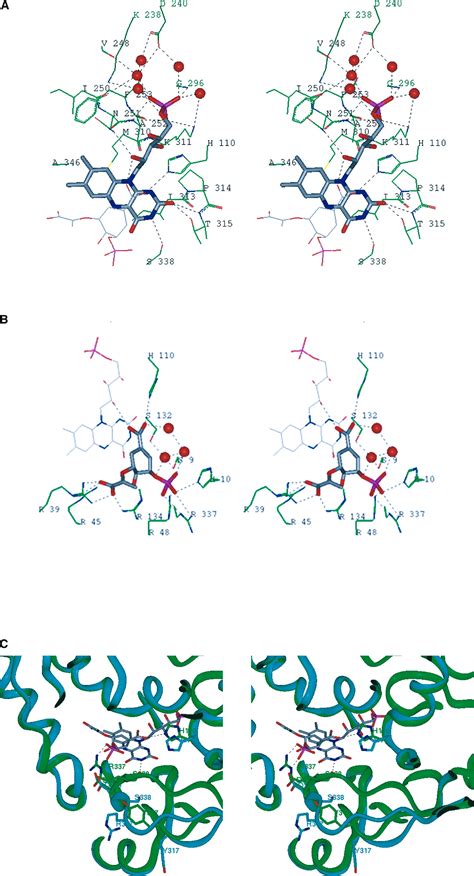 The Structure Of Chorismate Synthase Reveals A Novel Flavin Binding Site Fundamental To A Unique