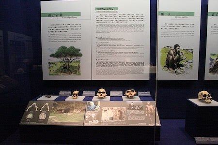 Australopithecus Sediba | History, Classification & Anatomy | Study.com