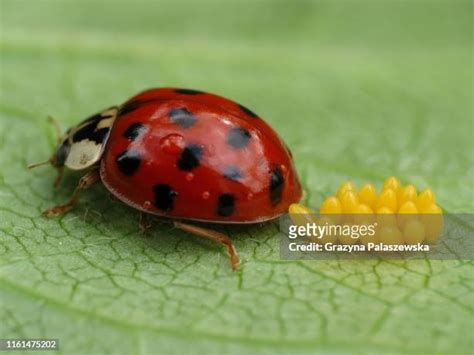 141 Ladybug Eggs Stock Photos, High-Res Pictures, and Images - Getty Images