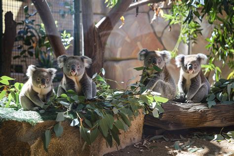 The Koala's Fingerprints: A Closer Look at the Unique Patterns on Koala ...