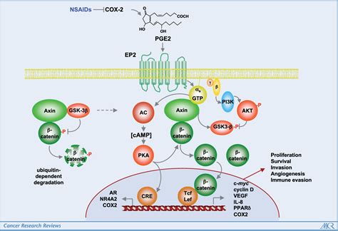 Figure 1 From Cyclooxygenase 2 And Colorectal Cancer Chemoprevention