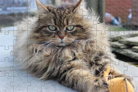 Cat Jigsaw Puzzles | Jigsaw Puzzles of Beautiful and Cute Cats