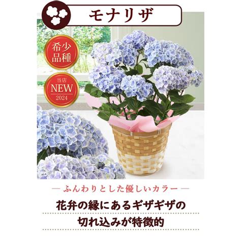 早割 母の日 2024 花 モナリザ プレゼント ギフト 5号 Inバスケット アジサイ 紫陽花 鉢植え 鉢 紫陽花 鉢花 花鉢 母の日ギフト お花 Evm24h302フラワーマーケット花