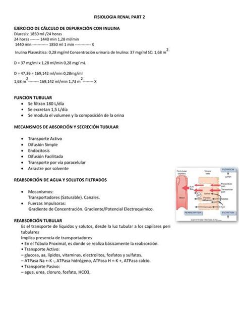 Gu A Fisiolog A Renal Parte Julio Bracho Udocz