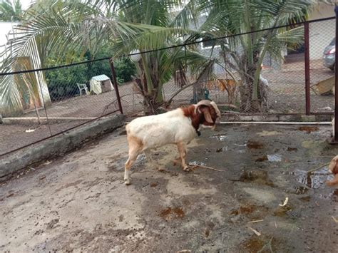 Male White Boer Goat 10 Years 25 70 Kg At Rs 800kg In Pune Id