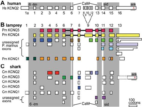 The Kcnq Ankyrin Interaction Domain Evolved In The Transition Between