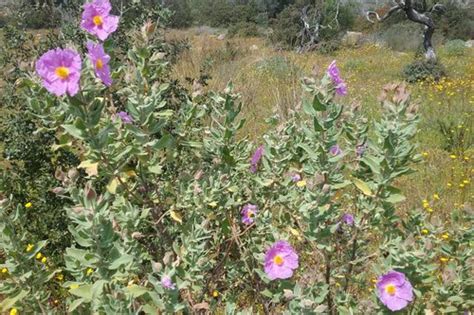 Miel De Caroubier Et Fleurs G Mielsdexception