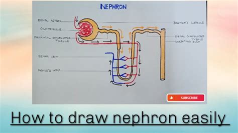 How To Draw Nephron Easily Class 10 Science Youtube