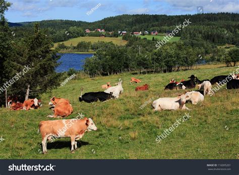 Swedish Landscape Stock Photo 116005201 : Shutterstock