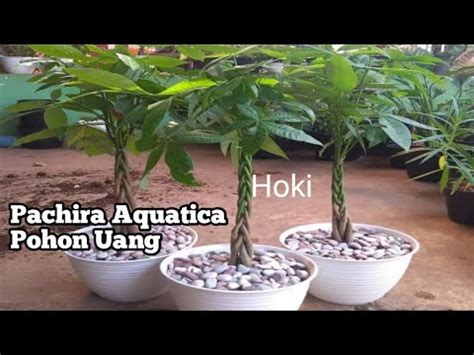 Money Tree Pachira Aquatica Care Pohon Uang Youtube