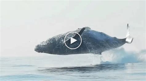 Une vidéo rare montre une baleine à bosse de 40 tonnes sauter