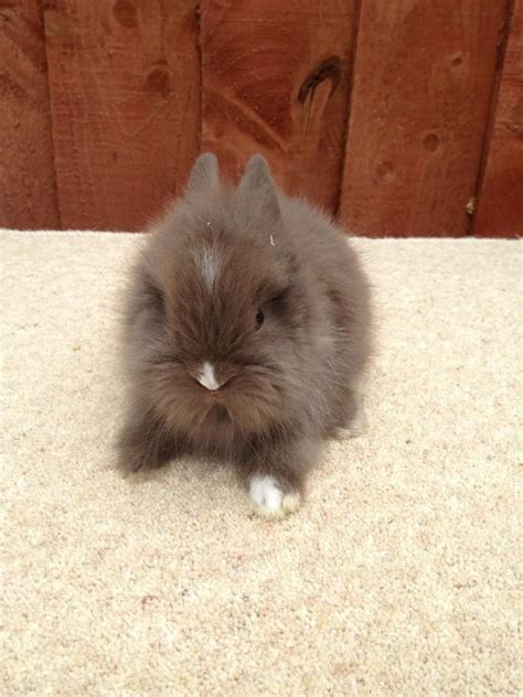 Lionhead Rabbits For Sale Pets4homes Rabbit Lionhead Rabbit