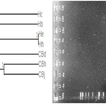 Diagrammatic Representation Of Antibiotic Resistance Pattern Of The