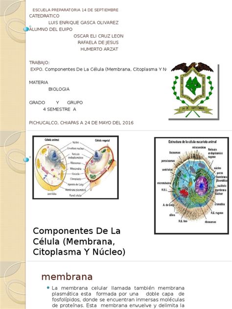 PDF Componentes de La Célula Membrana Citoplasma PDFSLIDE NET