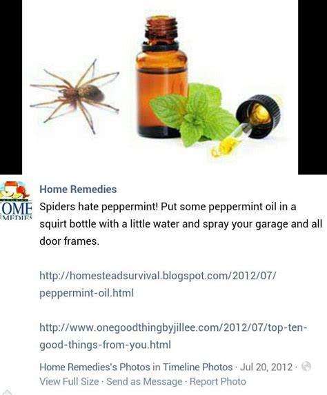 DIY Spider Repellent | Diy home cleaning, Home remedies, Spiders repellent