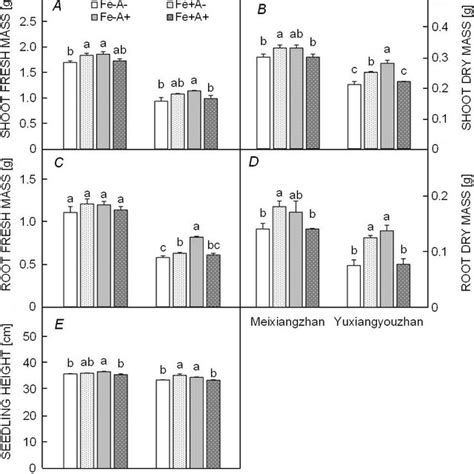 Effect of Fe and α ketoglutaric acid on A shoot fresh mass B shoot