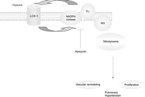 Schematic Diagram Of The Mechanism Of Lox And Nadph Oxidase Activity