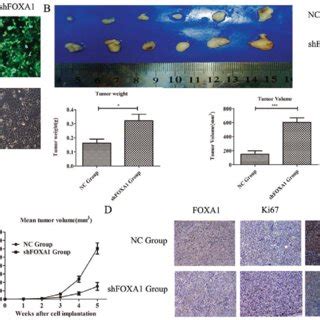 Tumorigenicity Assay In Nude Mice A Stable Transfection Of Ishikawa