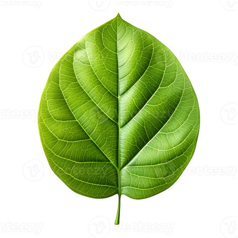 Ai Generated Fresh Green Bodhi Leaf Isolated On A White Background