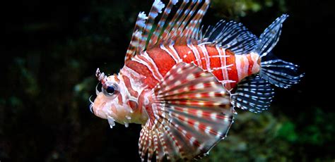 Lionfish: A Guide to This Predatory but Shy Type of Fish