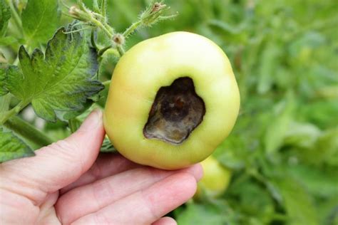 Blütenendfäule bei Tomaten bekämpfen vorbeugen Plantura Tomato