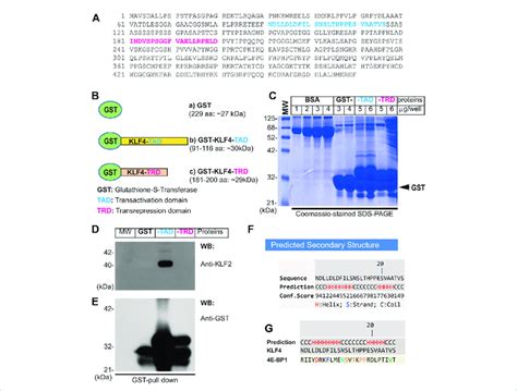 Direct Interaction Of Klf With Klf A Amino Acid Sequence Of Human