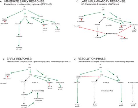 Frontiers Turning Induction Of Mir As A Key Switch In The