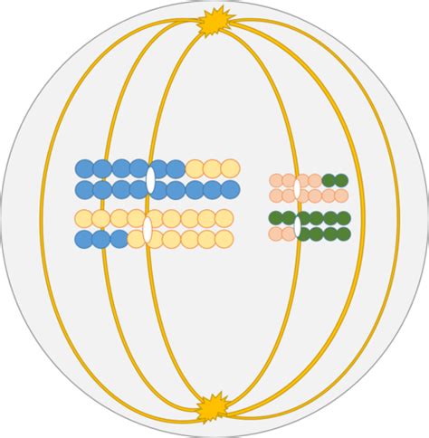 Bio Lab 102 Final Flashcards Quizlet