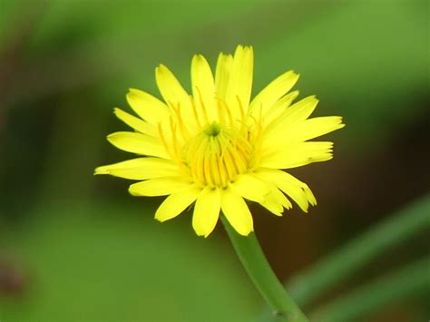 Gewöhnliches Ferkelkraut Hypochaeris radicata Gewöhnlich Flickr