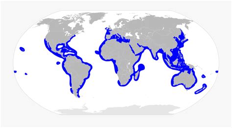 Hammerhead Shark Migration Map - False Killer Whale Range , Free ...