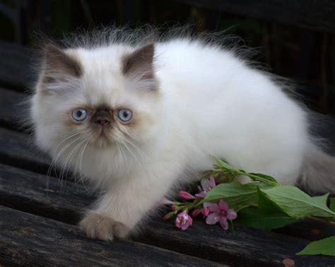 How Much Is Himalayan Cat Nreqhi