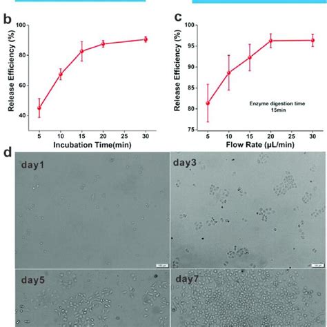 Release And Reculture Of Mcf 7 Cells In Pbs Buffer A Scheme Download Scientific Diagram