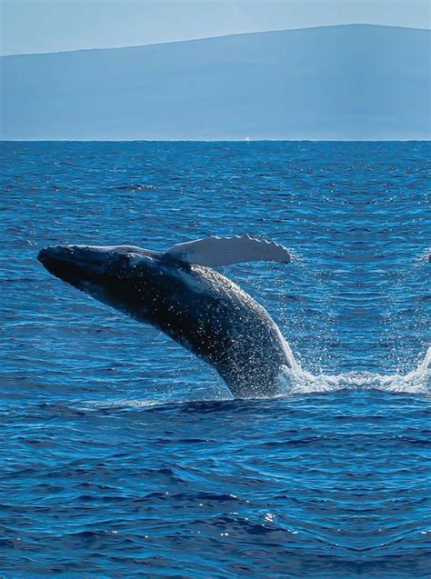 Whale Recovery Evidence Of Polar Whales Return With Rediscovery Of