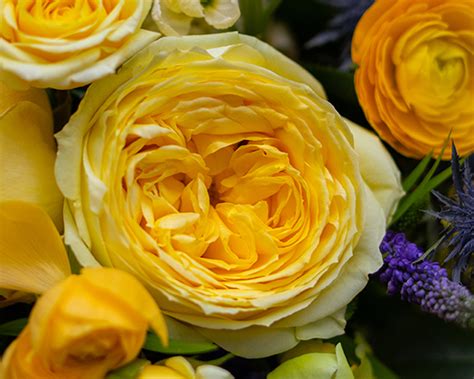 Product Spotlight Rose Yellow Catalina Dvflora