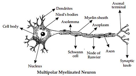 Draw a neat labelled diagram of multipolar myelinated neuron. - Sarthaks eConnect | Largest ...