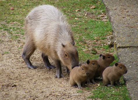 Capybara Intelligence: How Smart Are These Giant Rodents?