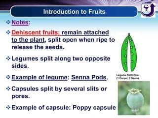 Introduction To Fruits PPT