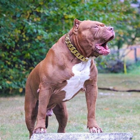 The Hulk Of Ddkline on Instagram: “King 👑” | Big dogs, Hulk the pitbull, Dogs