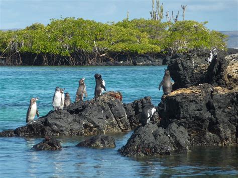 Isla Isabela Albemarle Traveltips Operadora