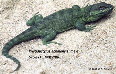 Pristidactylus Achalensis The Reptile Database