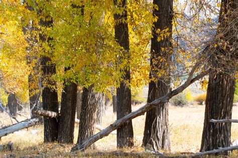 Yellowstone Fall Colors Base Camp - A Yellowstone Life