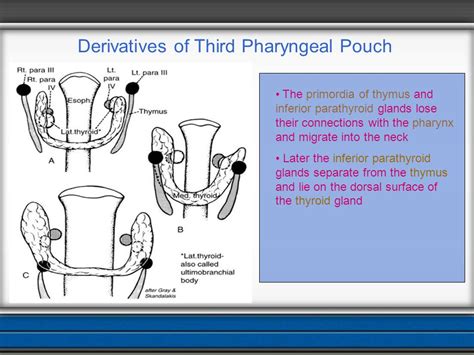 Pharyngeal Arches Stay With Us Ppt Video Online Download